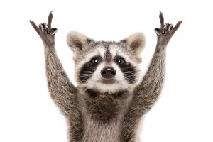 Raccoon to the Rescue: Sky-High Secrets for Your Sales Page Success