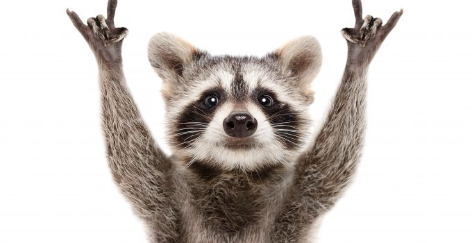 Raccoon to the Rescue: Sky-High Secrets for Your Sales Page Success