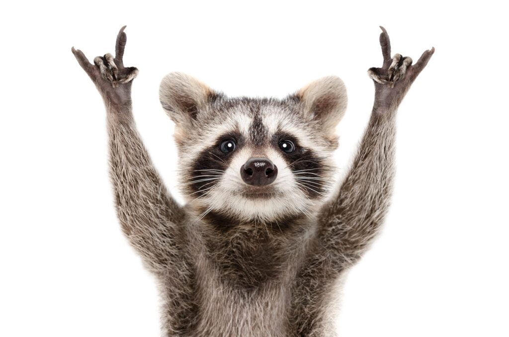 picture of a Racoon giving the rock n roll sign